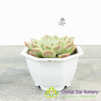 Echeveria Doctor Strange