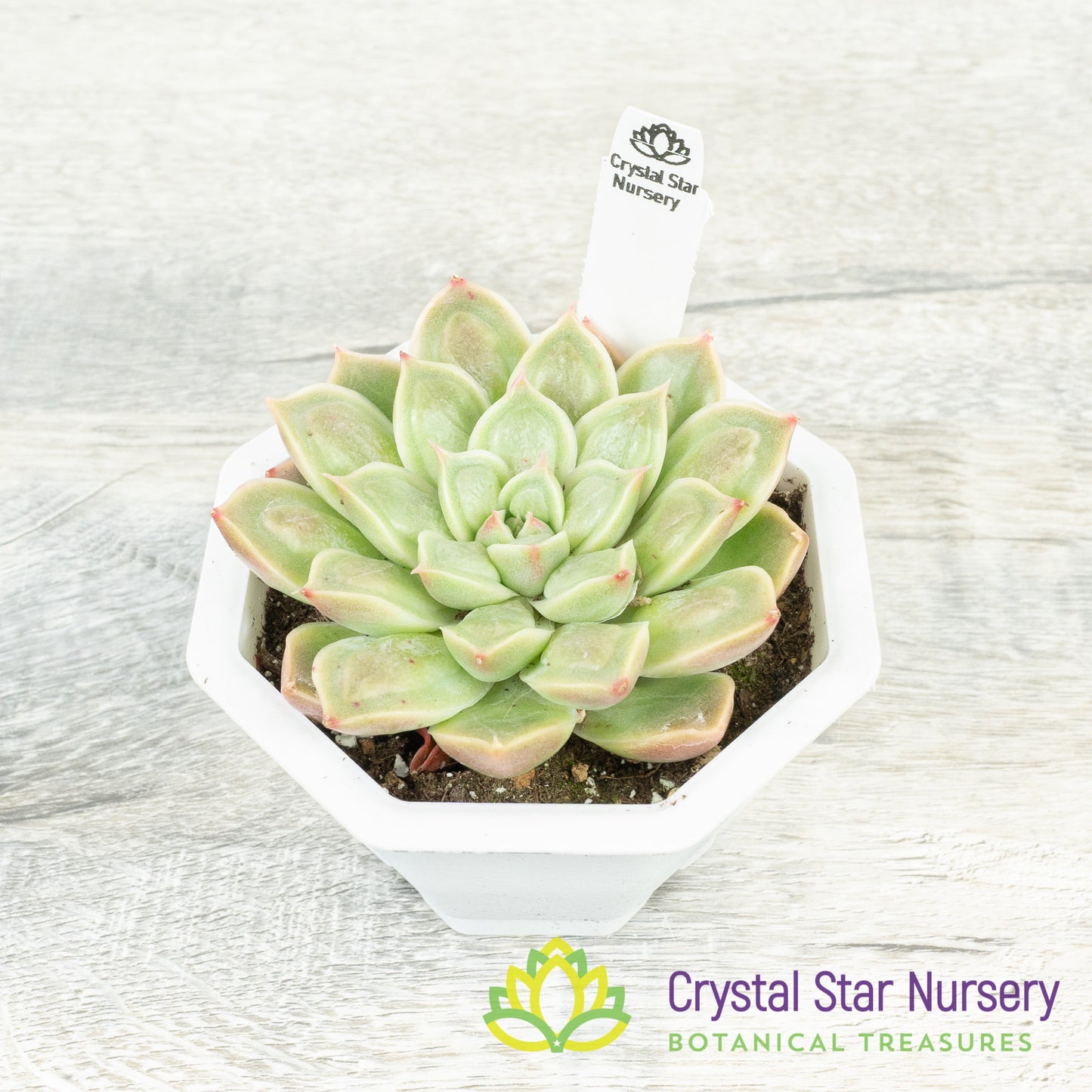 Echeveria Doctor Strange