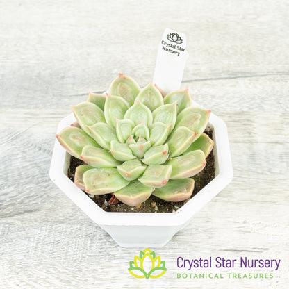 Echeveria Doctor Strange