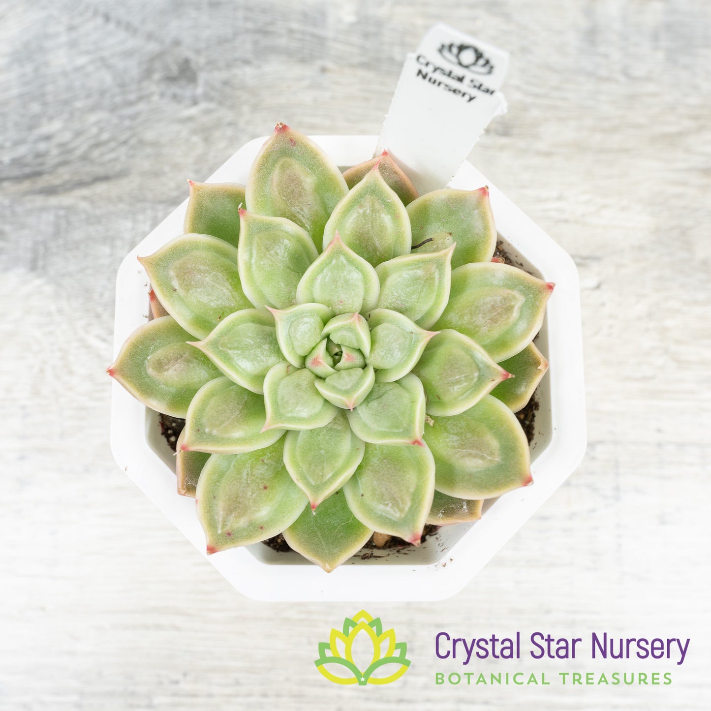 Echeveria Doctor Strange