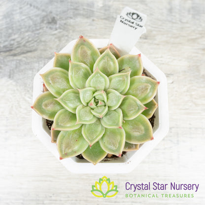 Echeveria Doctor Strange