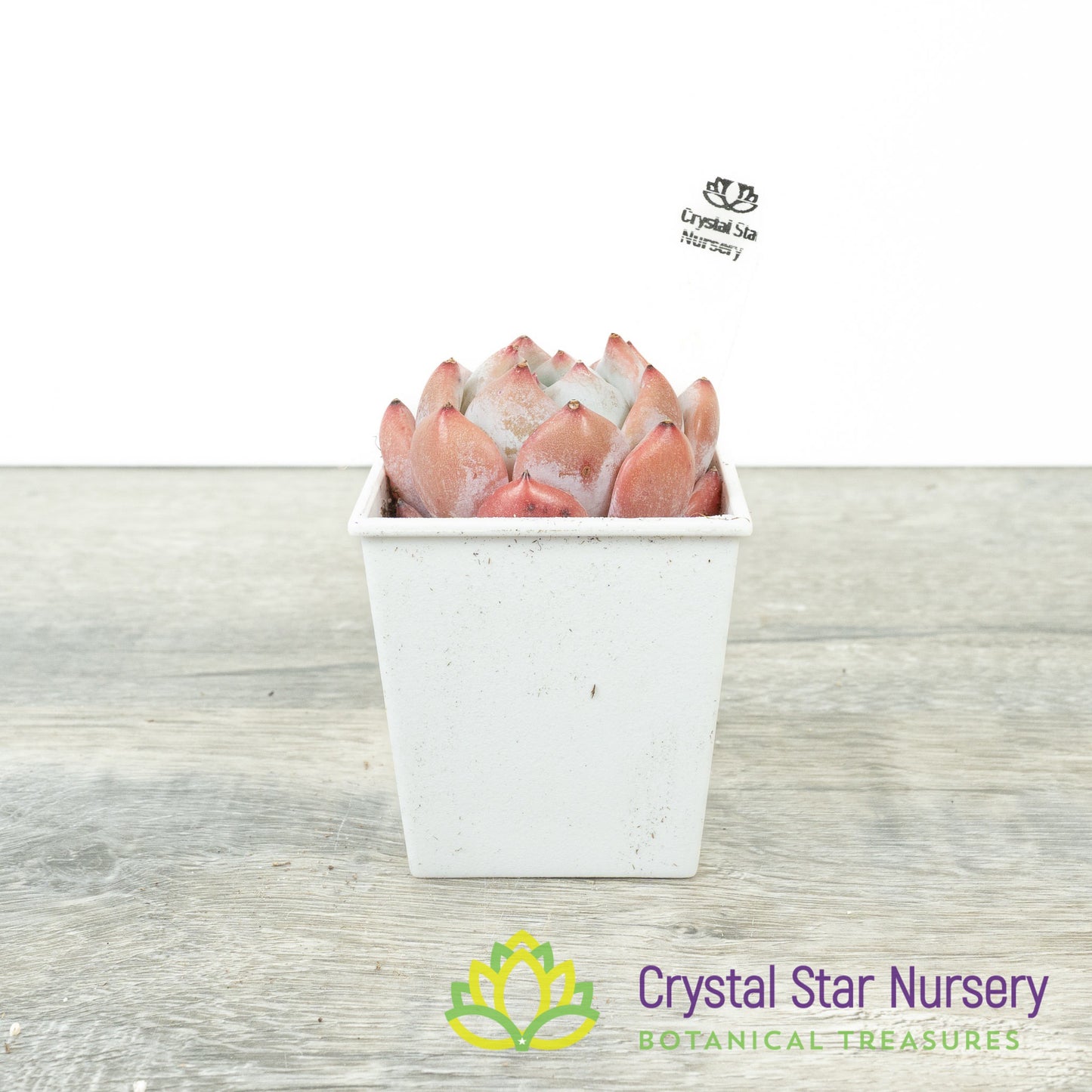 Echeveria Dream Orchid 梦之兰/Meng Zhi Lan (23m22) (#7)