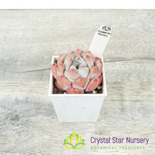 Echeveria Dream Orchid 梦之兰/Meng Zhi Lan (23m22) (#7)