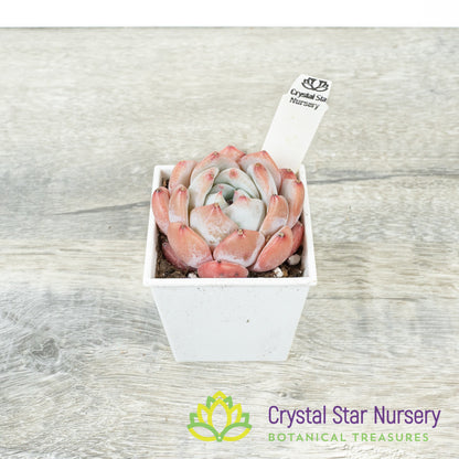 Echeveria Dream Orchid 梦之兰/Meng Zhi Lan (23m22) (#7)