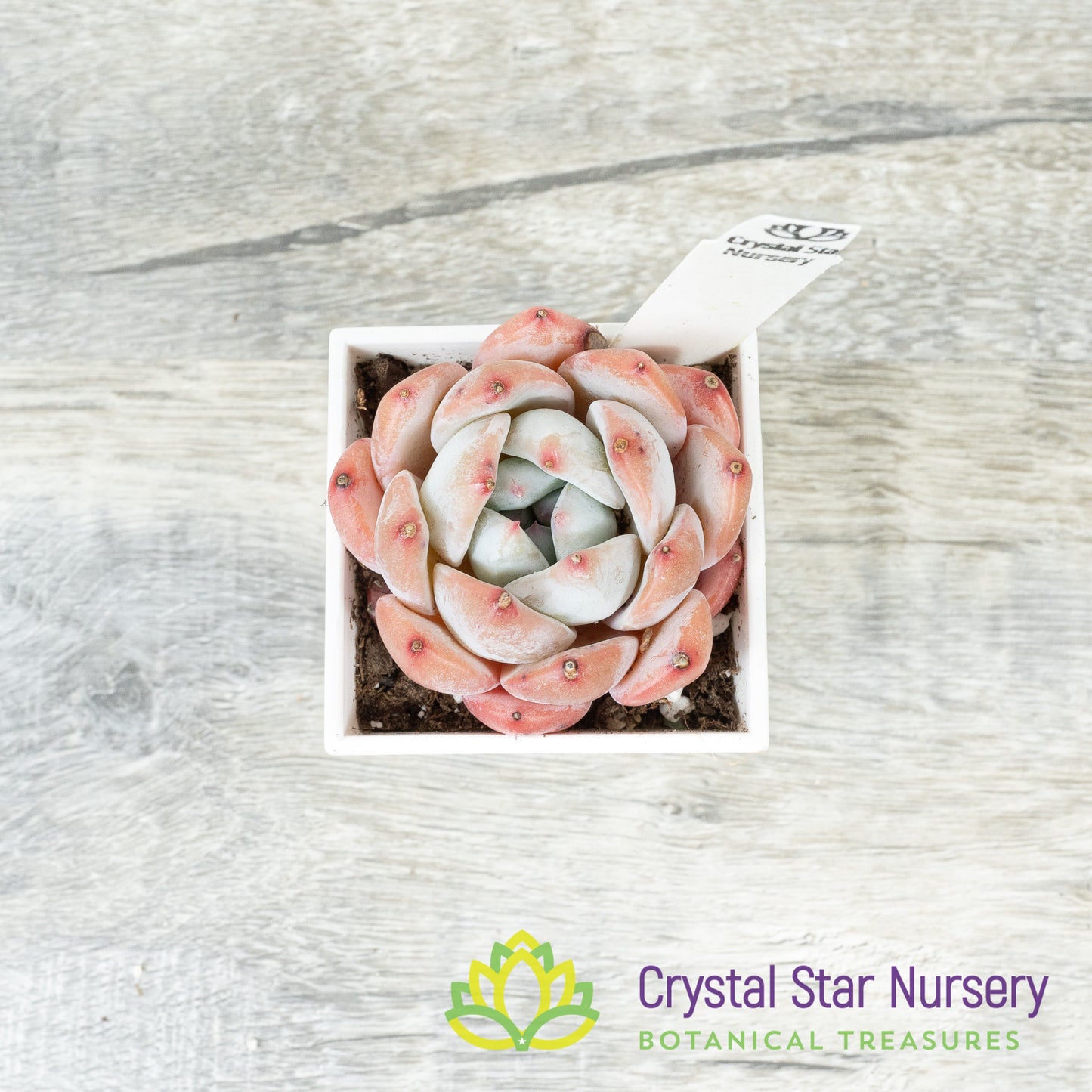 Echeveria Dream Orchid 梦之兰/Meng Zhi Lan (23m22) (#7)