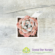 Echeveria Dream Orchid 梦之兰/Meng Zhi Lan (23m22) (#7)