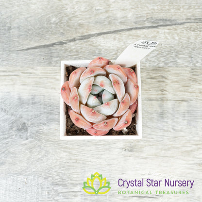 Echeveria Dream Orchid 梦之兰/Meng Zhi Lan (23m22) (#7)