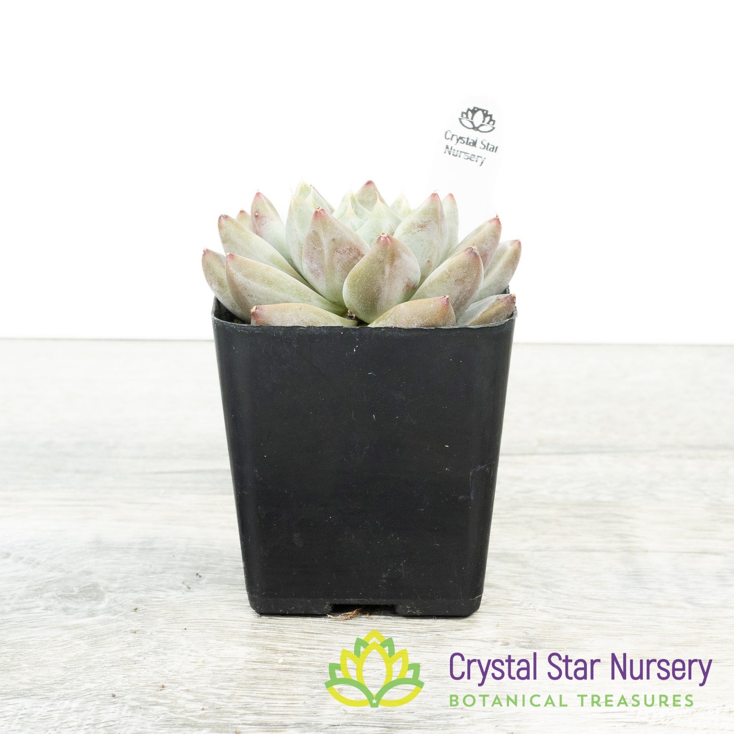 Echeveria Elsa