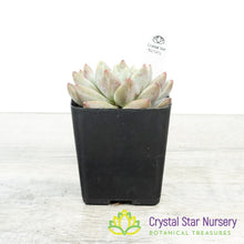 Echeveria Elsa