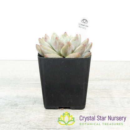 Echeveria Elsa
