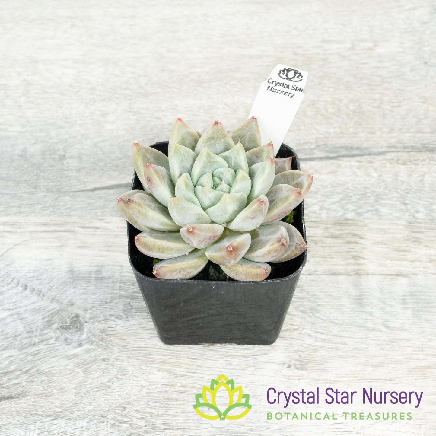 Echeveria Elsa