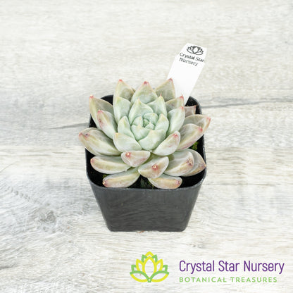 Echeveria Elsa
