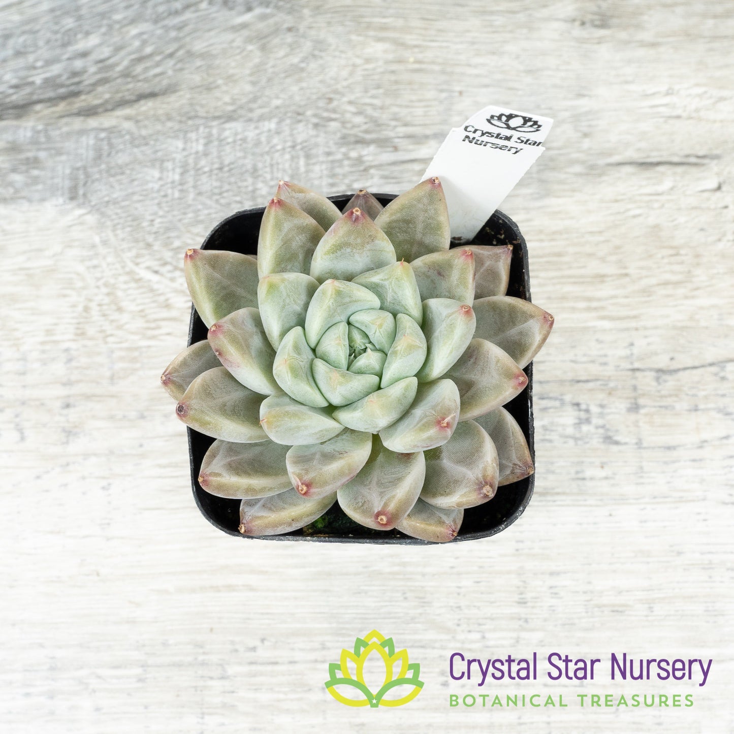 Echeveria Elsa
