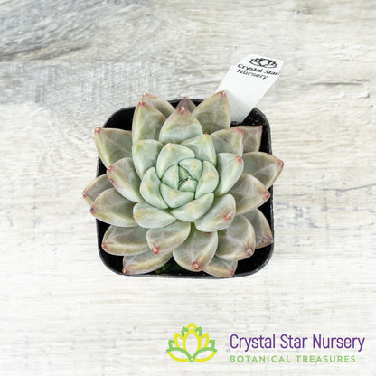 Echeveria Elsa