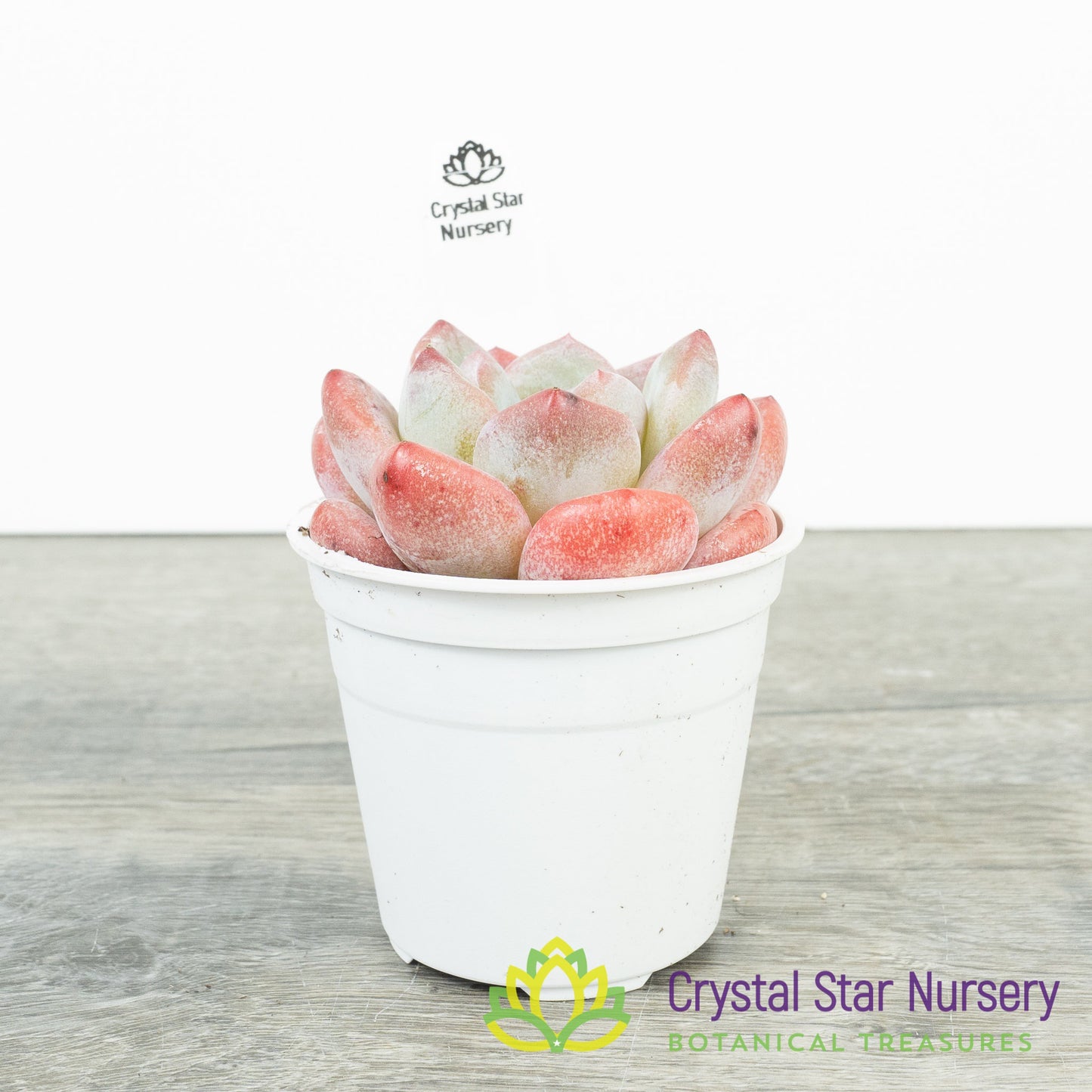 Echeveria Frost Flower