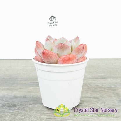 Echeveria Frost Flower