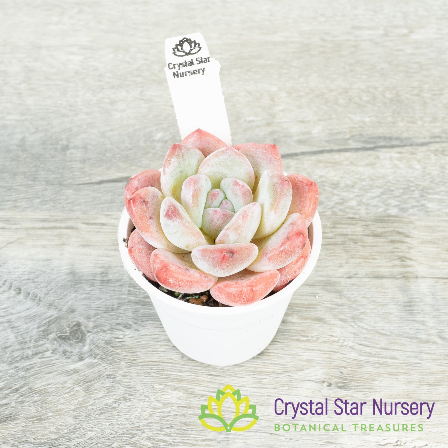 Echeveria Frost Flower