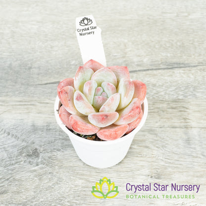 Echeveria Frost Flower