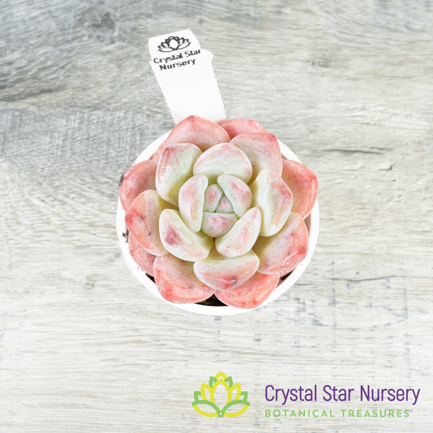 Echeveria Frost Flower
