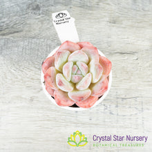Echeveria Frost Flower