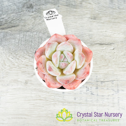 Echeveria Frost Flower