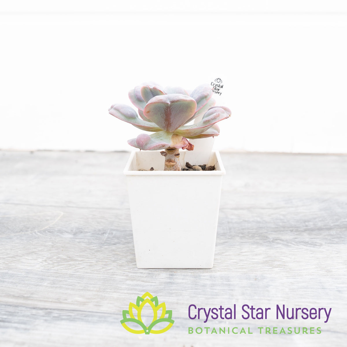 Echeveria Heart's Delight