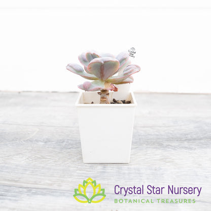 Echeveria Heart's Delight
