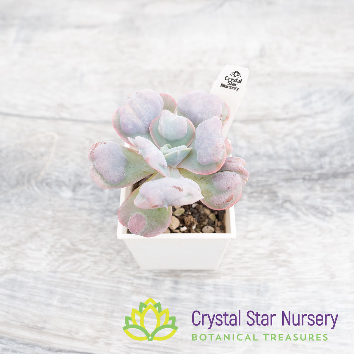 Echeveria Heart's Delight