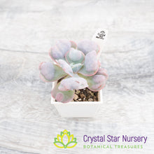 Echeveria Heart's Delight