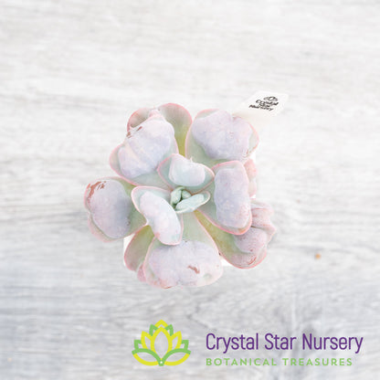 Echeveria Heart's Delight