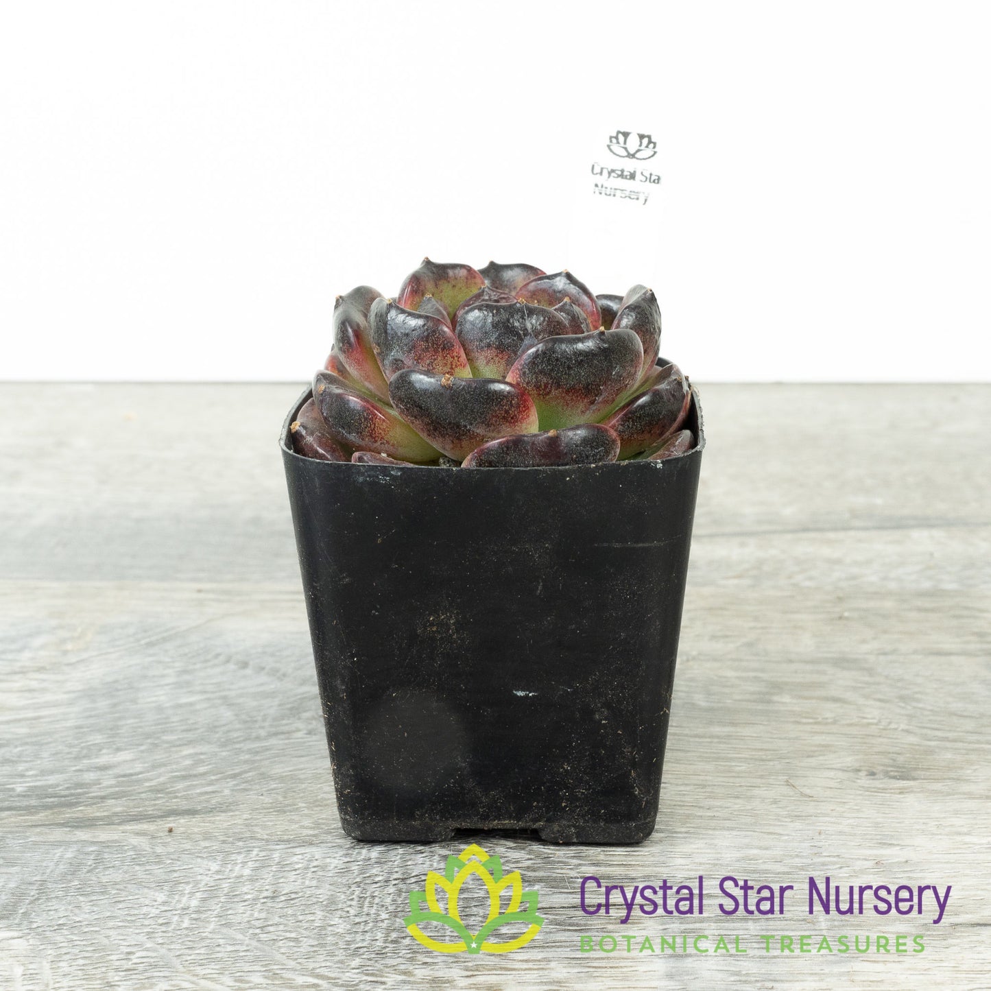 Echeveria Icelandic Coffee 冰岛咖啡/Bing Dao Ka Fei