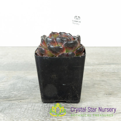 Echeveria Icelandic Coffee 冰岛咖啡/Bing Dao Ka Fei