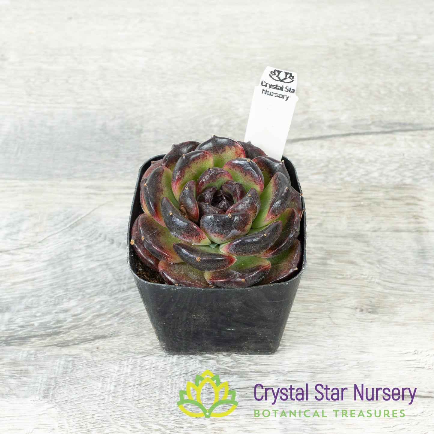 Echeveria Icelandic Coffee 冰岛咖啡/Bing Dao Ka Fei