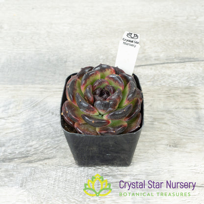 Echeveria Icelandic Coffee 冰岛咖啡/Bing Dao Ka Fei