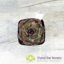 Echeveria Icelandic Coffee 冰岛咖啡/Bing Dao Ka Fei