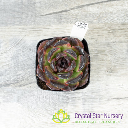 Echeveria Icelandic Coffee 冰岛咖啡/Bing Dao Ka Fei