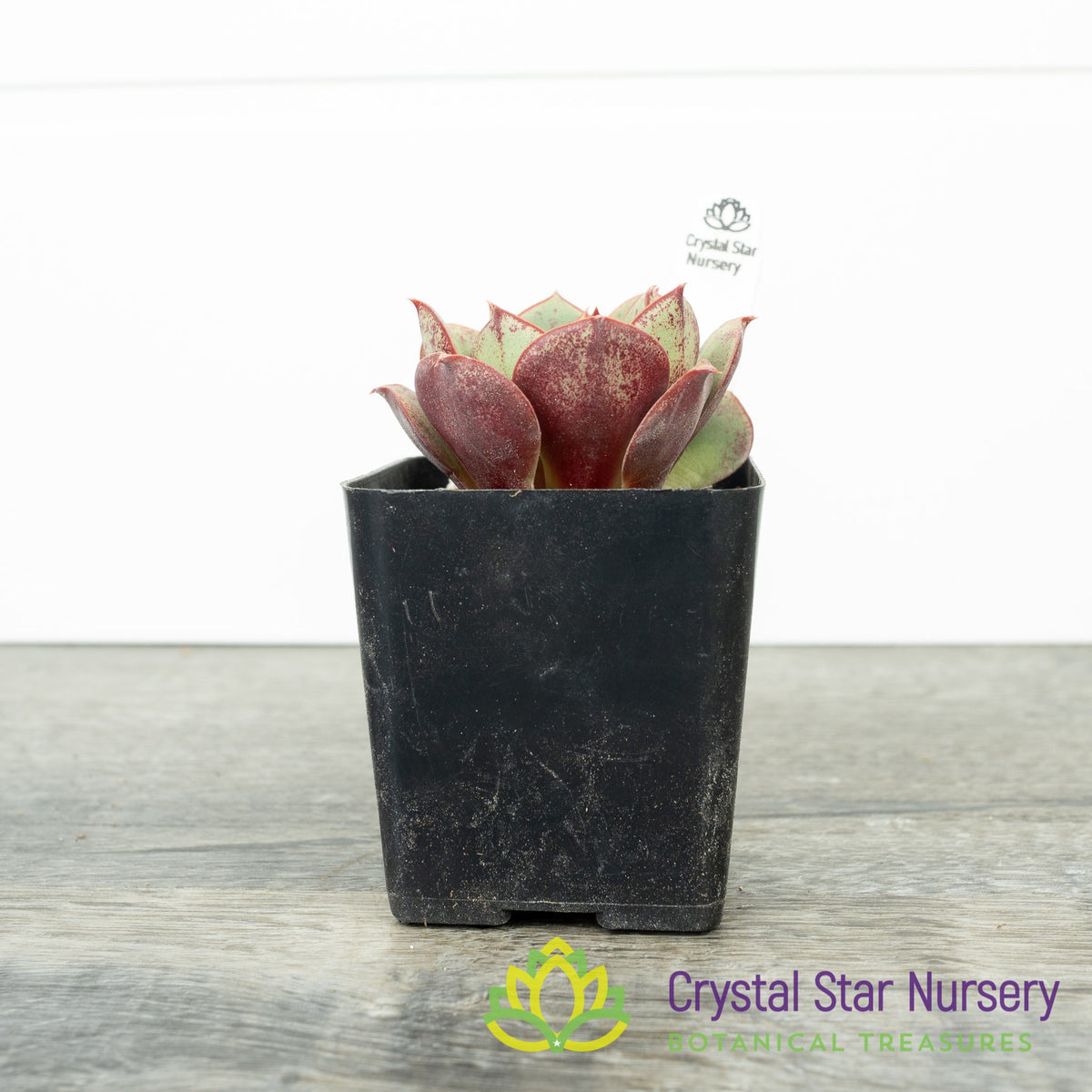 Echeveria Longissima