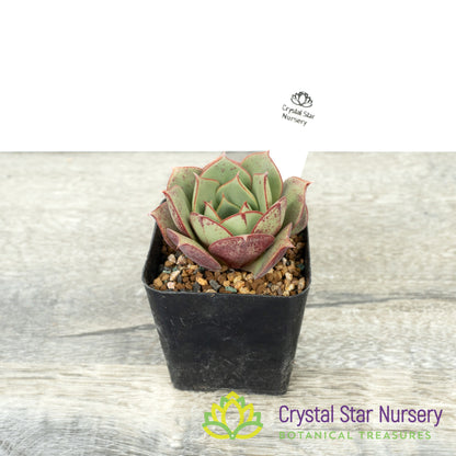 Echeveria Longissima