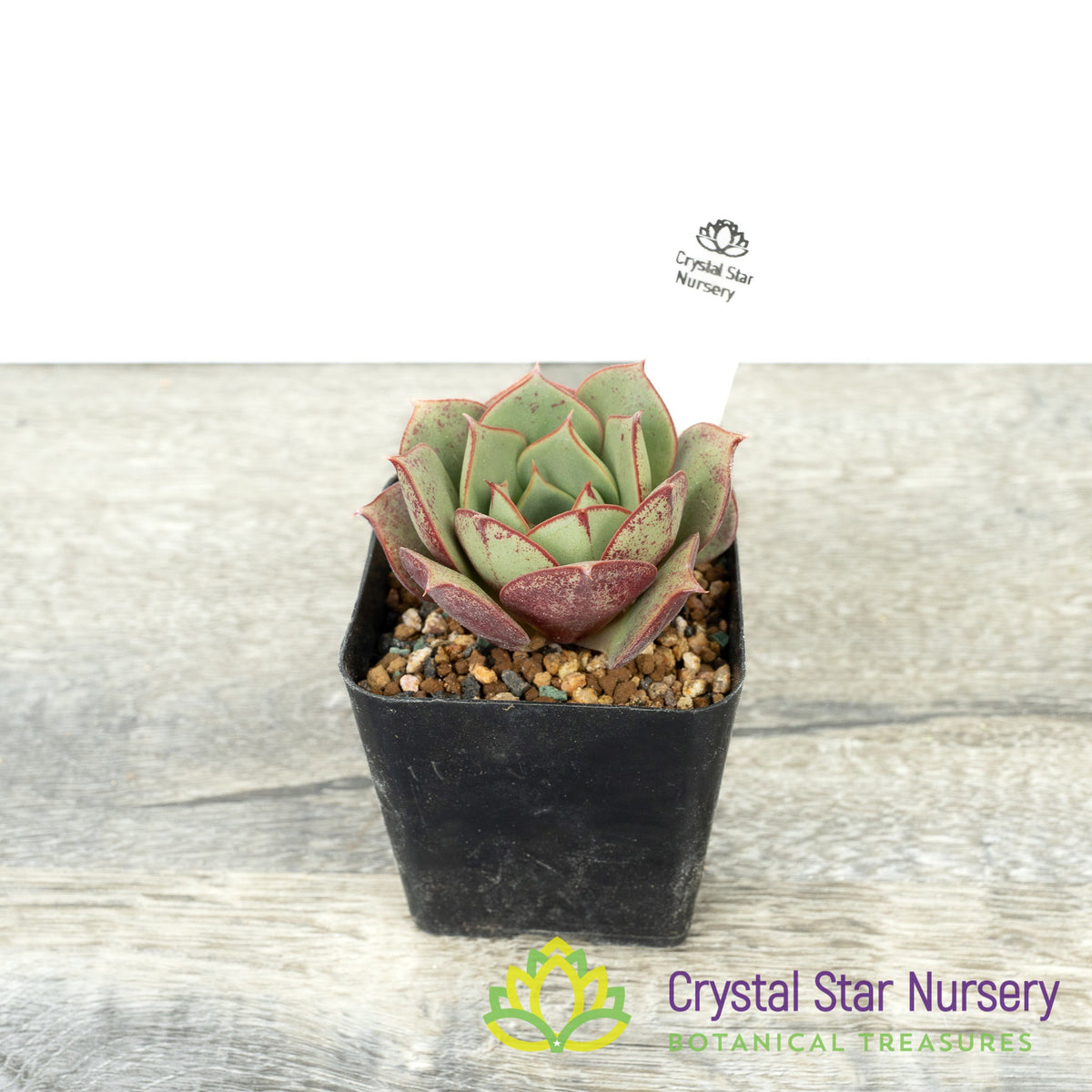 Echeveria Longissima
