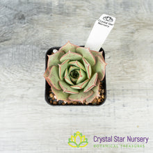 Echeveria Longissima