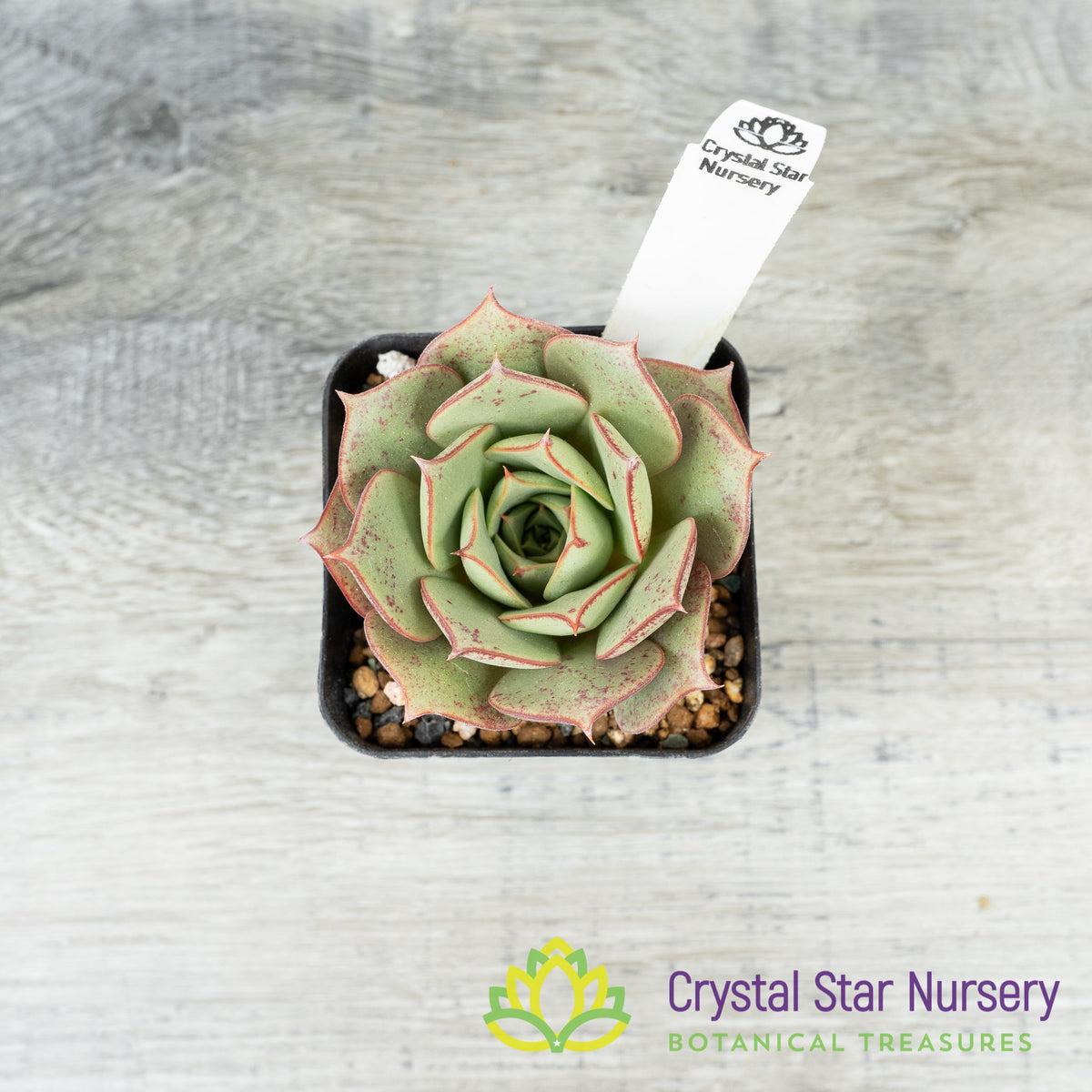 Echeveria Longissima