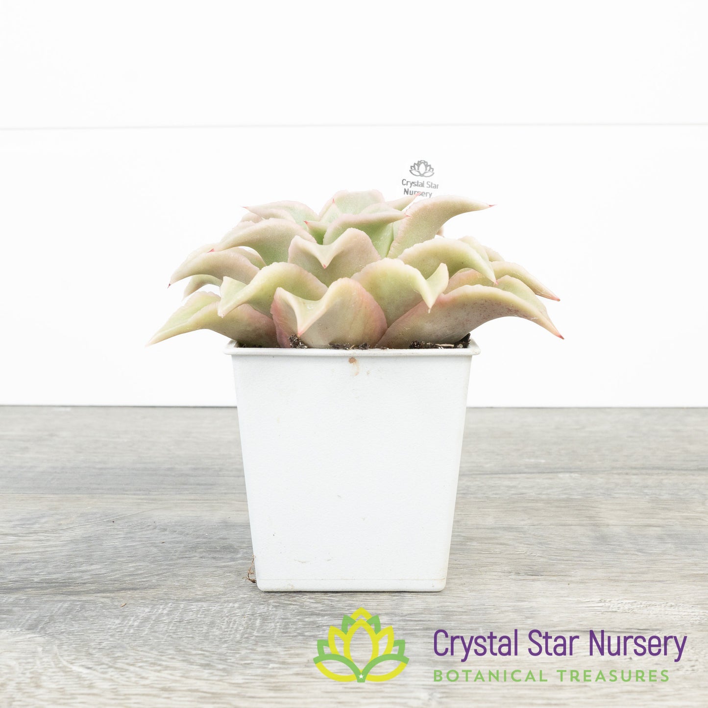 Echeveria Madiba