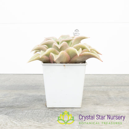 Echeveria Madiba