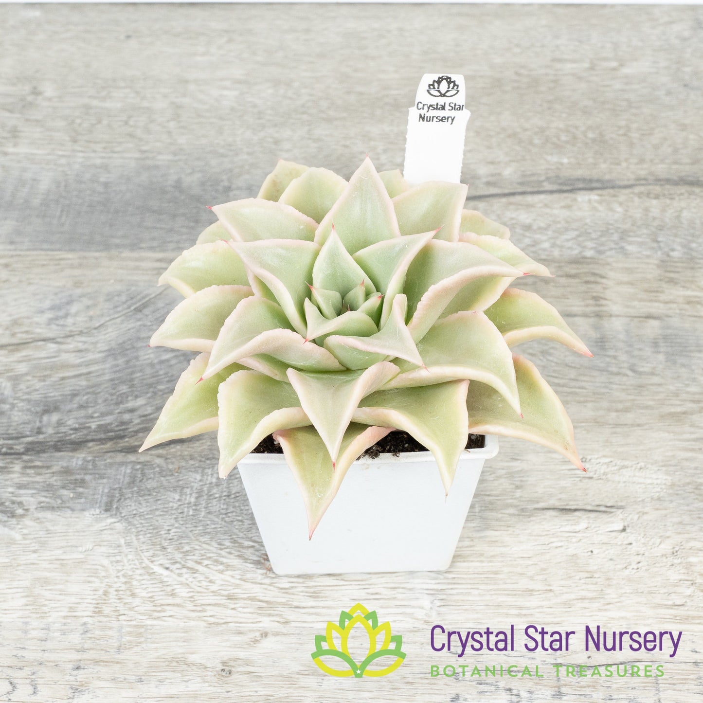 Echeveria Madiba