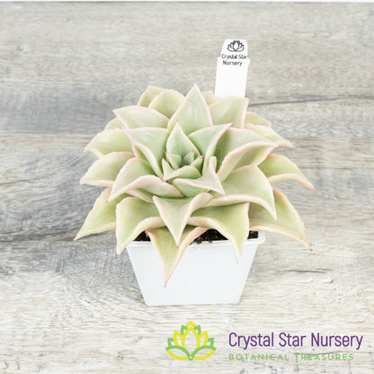 Echeveria Madiba