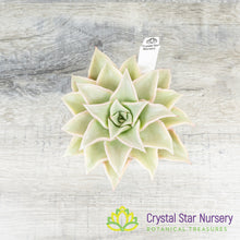 Echeveria Madiba
