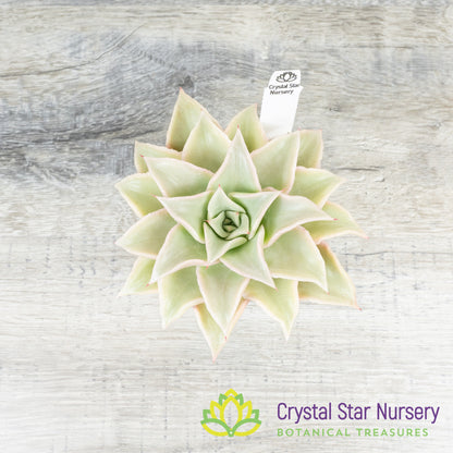 Echeveria Madiba