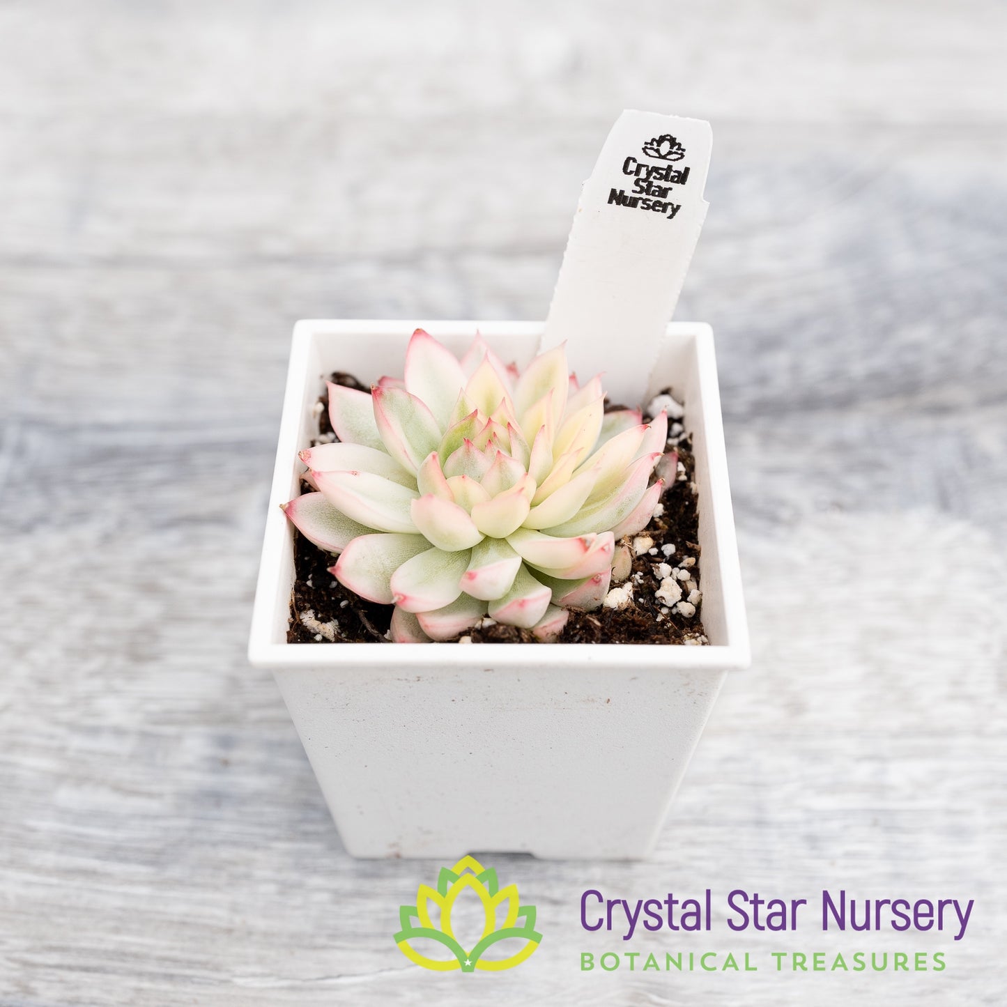 Echeveria  Mebina f Variegata