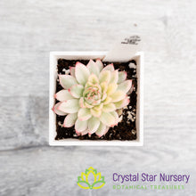 Echeveria  Mebina f Variegata