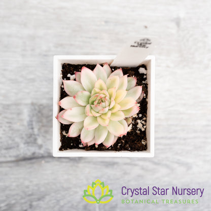 Echeveria  Mebina f Variegata